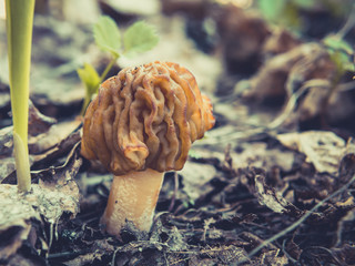 Spring mushroom morel in the early morning in the forest