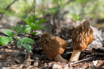 Spring mushroom morel in the early morning in the forest