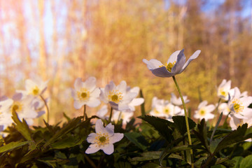 Beautiful white flowers Anemone nemorosa in the sunset light in the forest