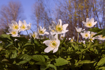 Obraz premium Beautiful white flowers Anemone nemorosa in the sunset light in the forest
