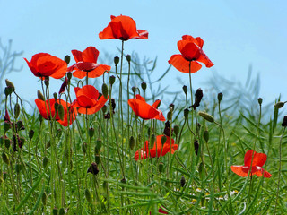 Obraz premium dziki mak