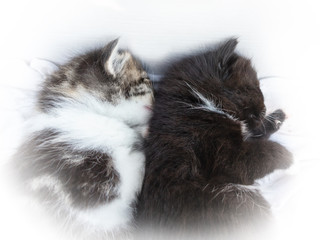Two little kittens sleep side by side