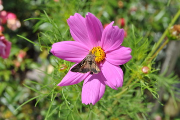 Papillon des fleurs