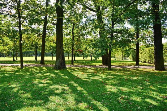 Trees in a neatly beautiful city Park with a path and green grass bright Sunny summer morning
