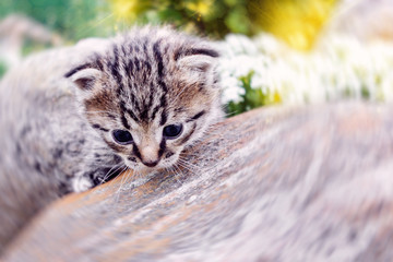 Little curious kitten climbs on the rocks