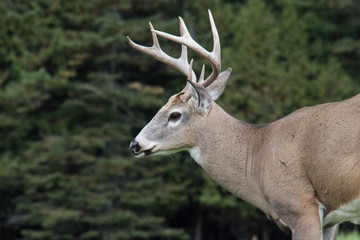 Naklejka na ściany i meble deer buck antlers