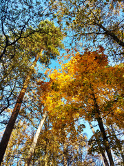 Autumn forest. Beautiful autumn leaves against a blue sky,
