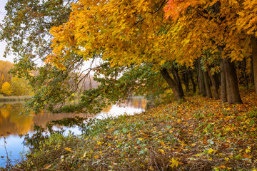 The golden autumn