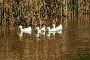 Large White Amercian Peking Aylesbury Duck on Pond