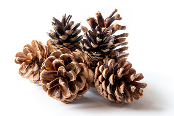 Fototapeta premium Pine cones isolated on white background