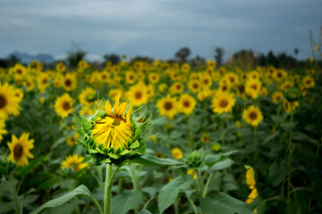 Sunflower