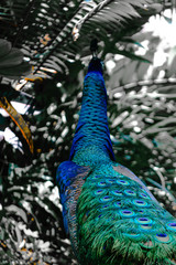 Obraz premium Peacock looking to abstract colors rainforest background