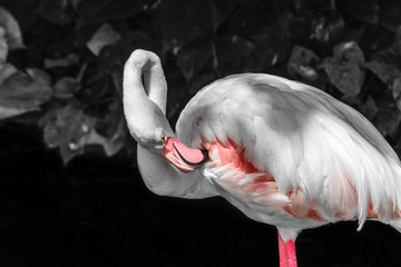 Pink flamingo in front of black and white rainforest foliage background