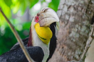 Portrait of colorful male wreathed hornbill bird sitting on the branch in rainforest
