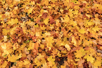 The golden autumn