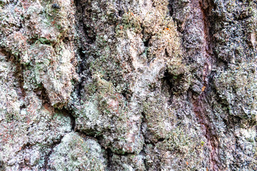 Fototapeta premium Birch bark closeup, background, texture