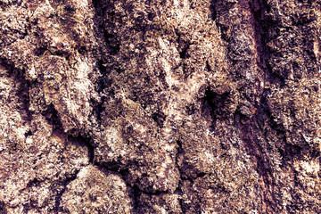 Birch bark closeup, background, texture