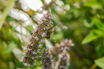 Schwebfliege an einer lila Blüte