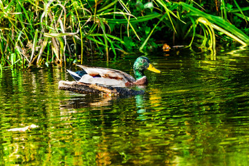 Green Mallard Duck Lake Sammimish State Park Issaquah Washington