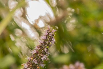 Nahaufnahme einer lila blühenden Pflanze