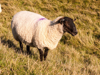 Obraz premium maiden castle iron age old fortress landscape nature grassland animals space beauty natural sheep