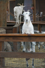 Curious domestic white goat stick its head through vintage wooden fence