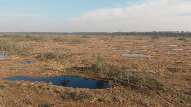 Aerial view of bog with small pine trees and ponds in Pilka bog, Latvia