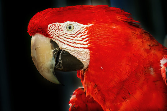 Red Green Wing Macaw Head Parrot