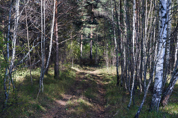 Old road in the middle of a forest in Sunny day