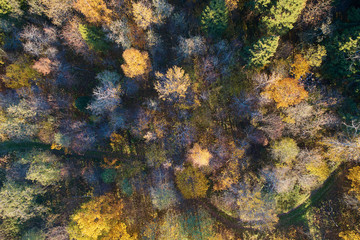 Obraz na płótnie Canvas Autumn forest with a road. High-altitude shooting from a drone.