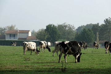 troupeau de vaches laiti&egrave;res de race Prim'Holstein