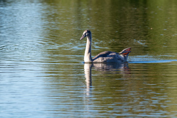 Juvenile cygnet mute swan swimming across a still lake in early autumn