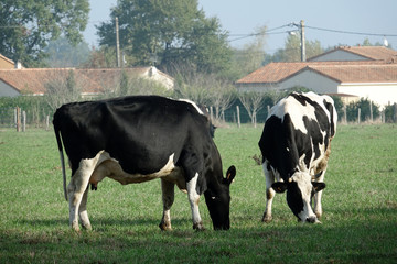 Fototapeta premium groupe de vaches laitières