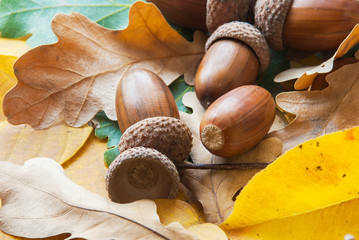 Obraz na płótnie Canvas Composition of acorns from oak