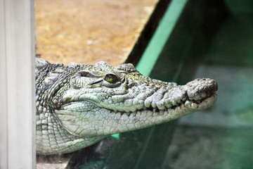 Crocodile close up. Aligator