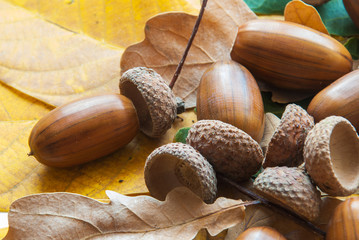 Composition of acorns from oak
