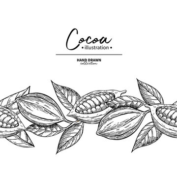 Cocoa border. Vector superfood drawing template.  Fruit, leaf an