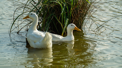 Large White Amercian Peking Aylesbury Duck on Pond