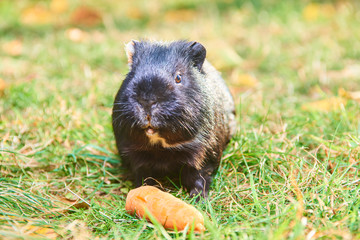 Close up of guinea pig pet animal sitting on grass 
