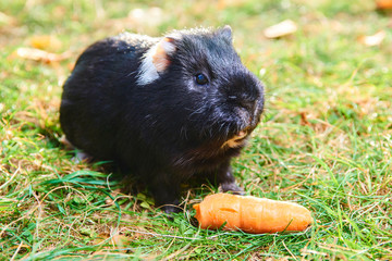 Close up of guinea pig pet animal sitting on grass 