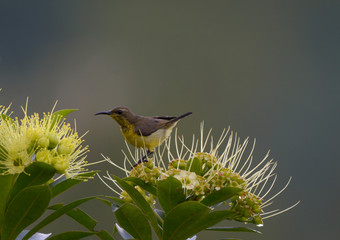 Olive-backed sunbird  enjoy eatting sweet with yellow flower Golden Penda tree.