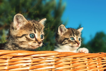 Fototapeta na wymiar Lovely little frightened kittens peeking out of the basket, outdoors