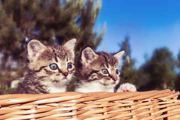 Lovely little kittens peeking out of the basket, outdoors