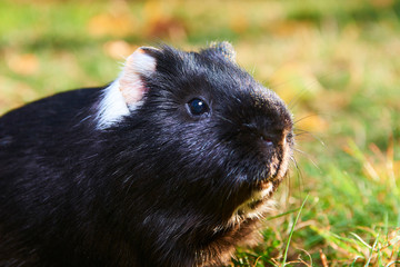 Close up of guinea pig pet animal sitting on grass 