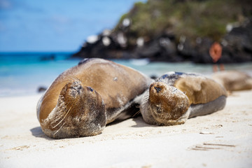 Fototapeta premium Otarie sur le sable blanc plage Galapagos Equateur