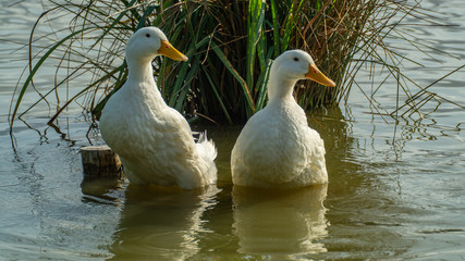 Large White Amercian Peking Aylesbury Duck on Pond