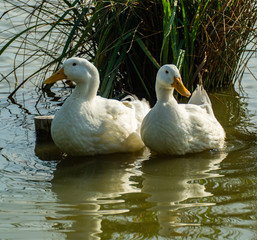 Large White Amercian Peking Aylesbury Duck on Pond