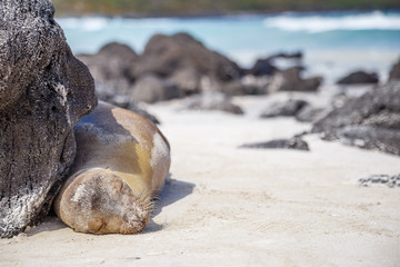 Obraz premium Otarie sur le sable blanc plage Galapagos Equateur