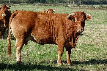 génisse de race Limousine