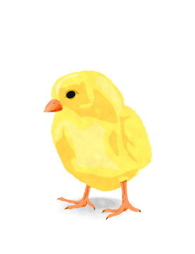 Watercolor chicken